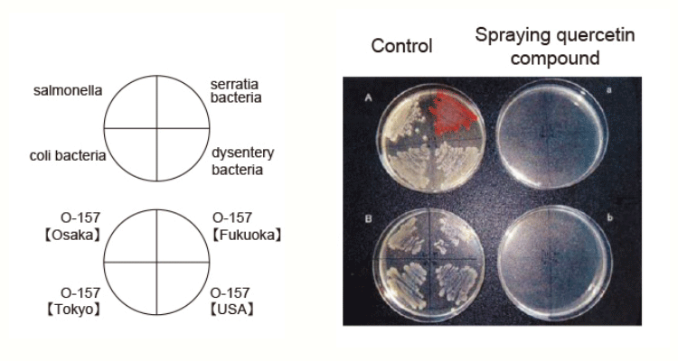 Anti-bacterial Activity Test