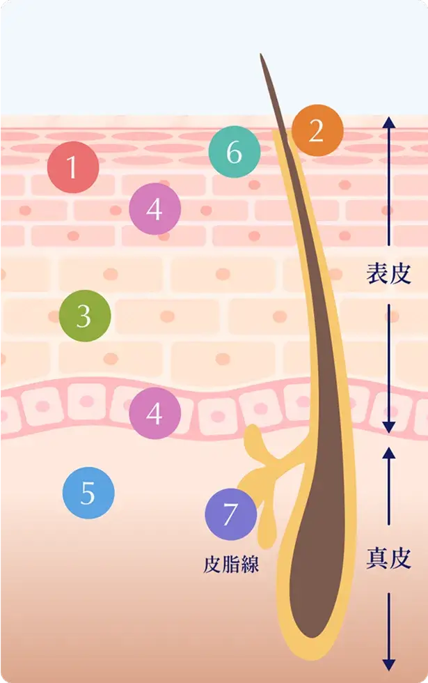 ビタミンC誘導体の７つの美肌効果